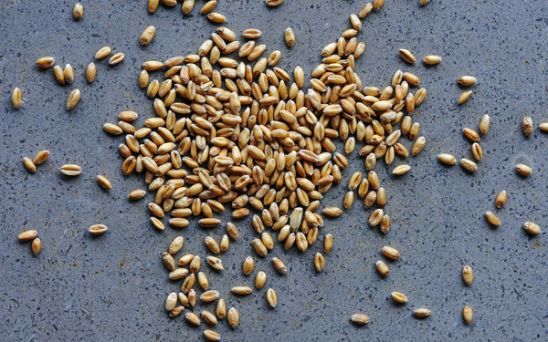 Cereal Grain