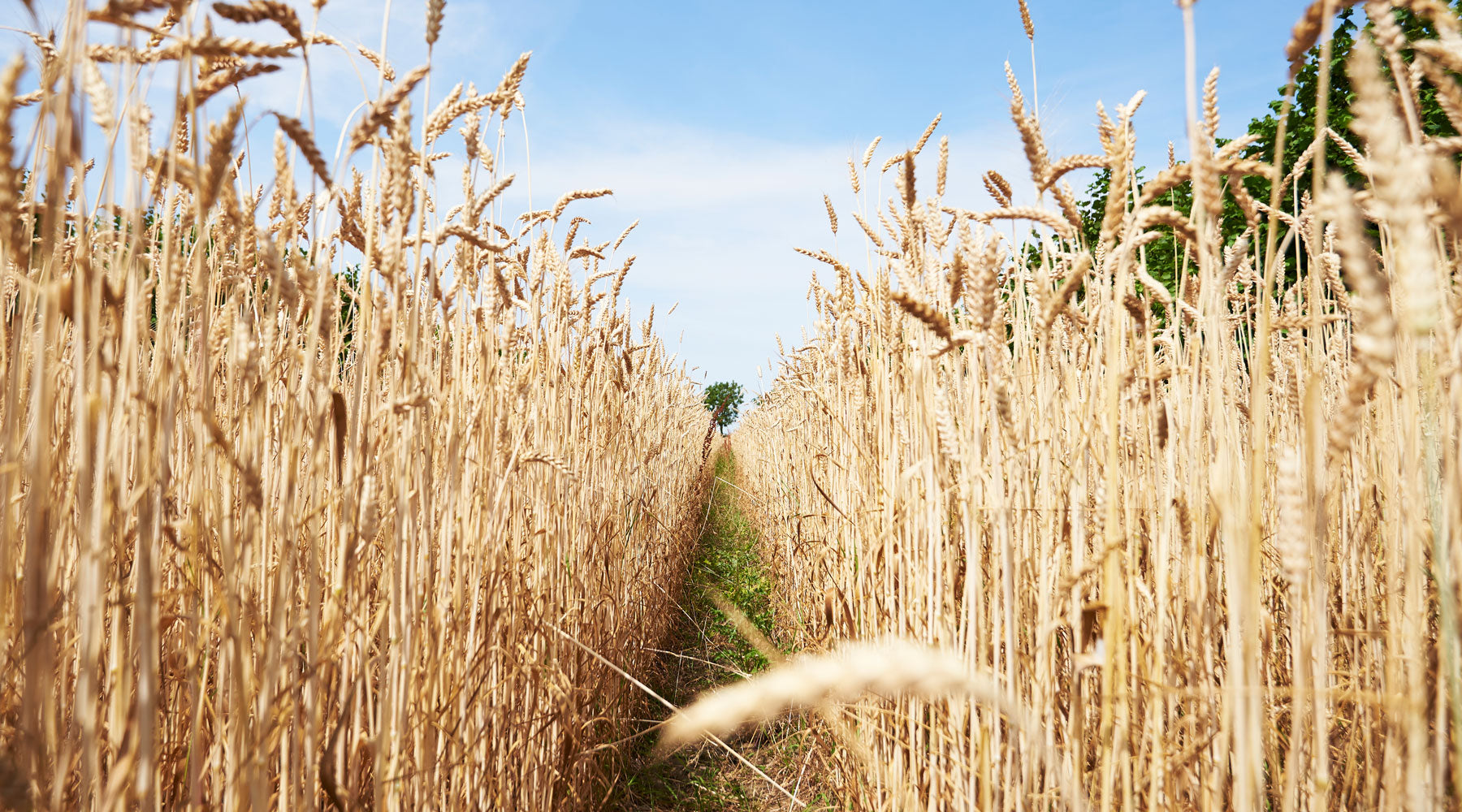 Fair to Nature YQ Wheat