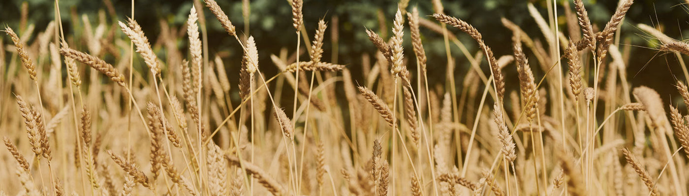 YQ: Revolutionary population wheat grain, flour & bread