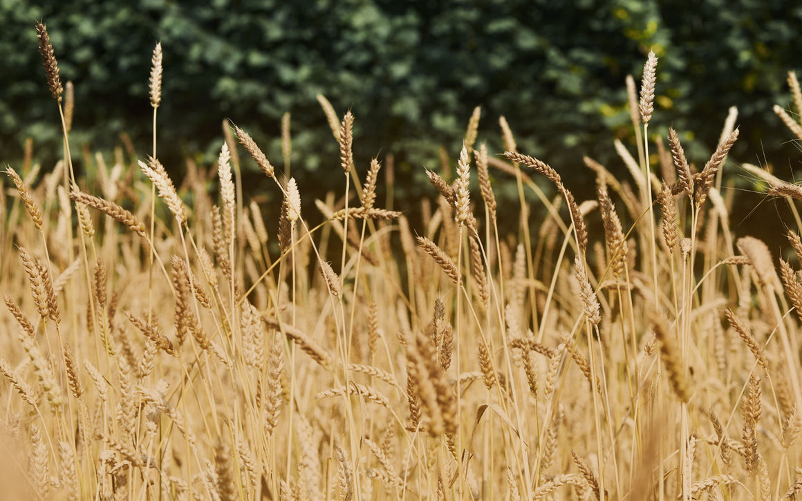 YQ: Revolutionary population wheat grain, flour & bread