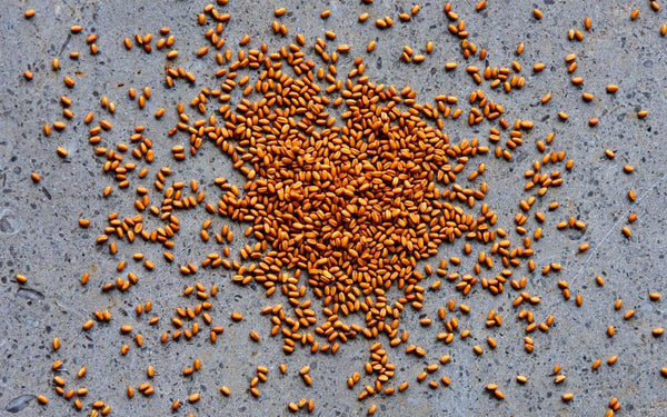 Camelina Seed