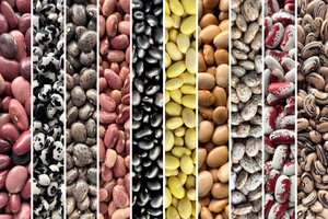 Ten Beans of Mexico Bundle