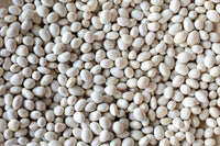 Caballero Beans from North America