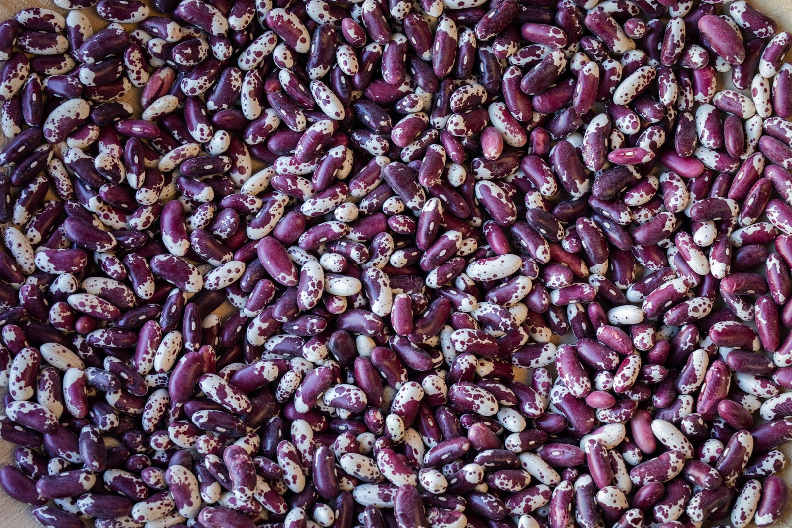 Jacob's Cattle Beans from North America