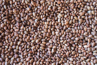 Bayo Chocolate Beans from North America
