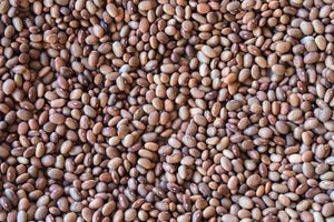 Bayo Chocolate Beans from North America