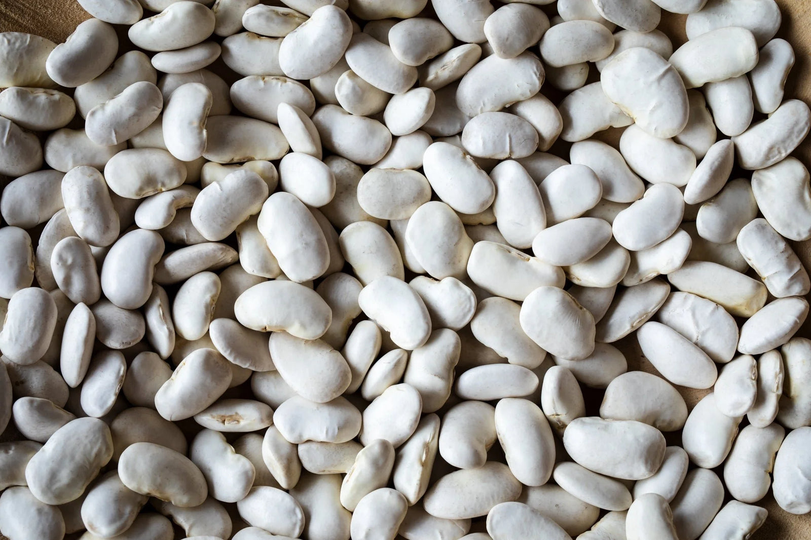 California Corona Beans from North America