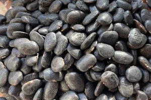 Black Tepary Beans from North America, Organic