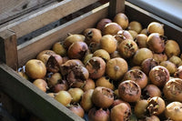 Fresh Unbletted Medlars