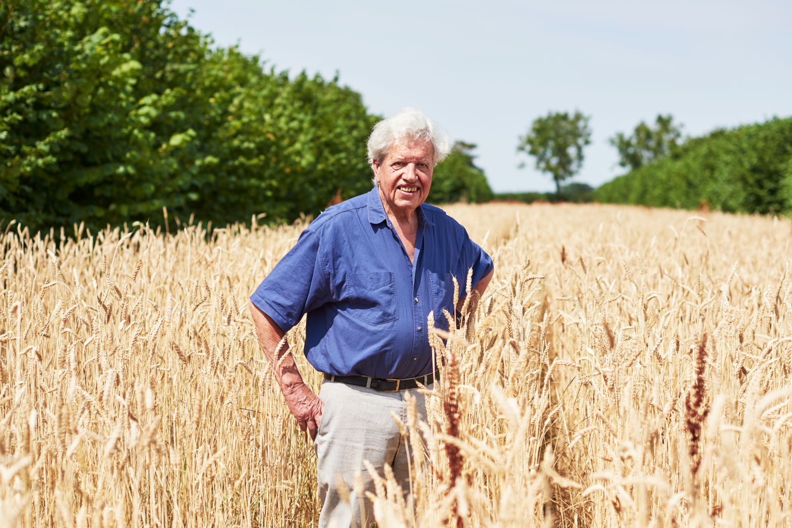 Professor Martin Wolfe in a field of YQ wheat at Wakelyns