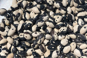 Orca Beans from North America, Organic