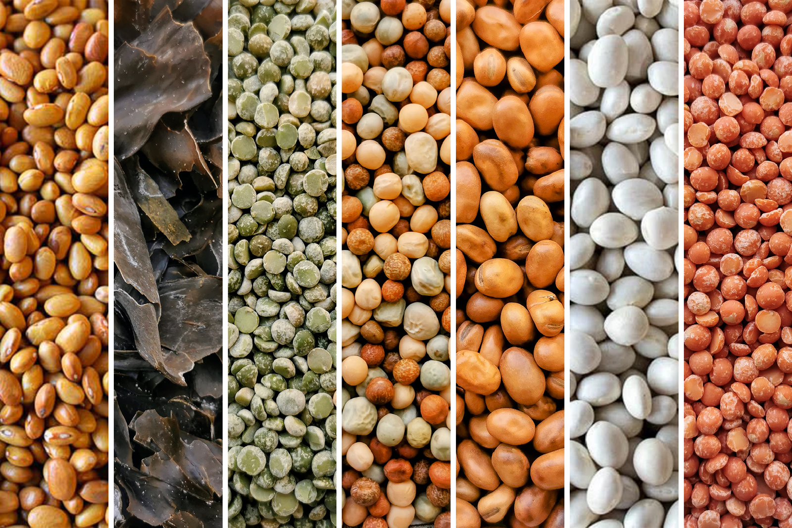 Hodmedod's Pulse Club - April Selection