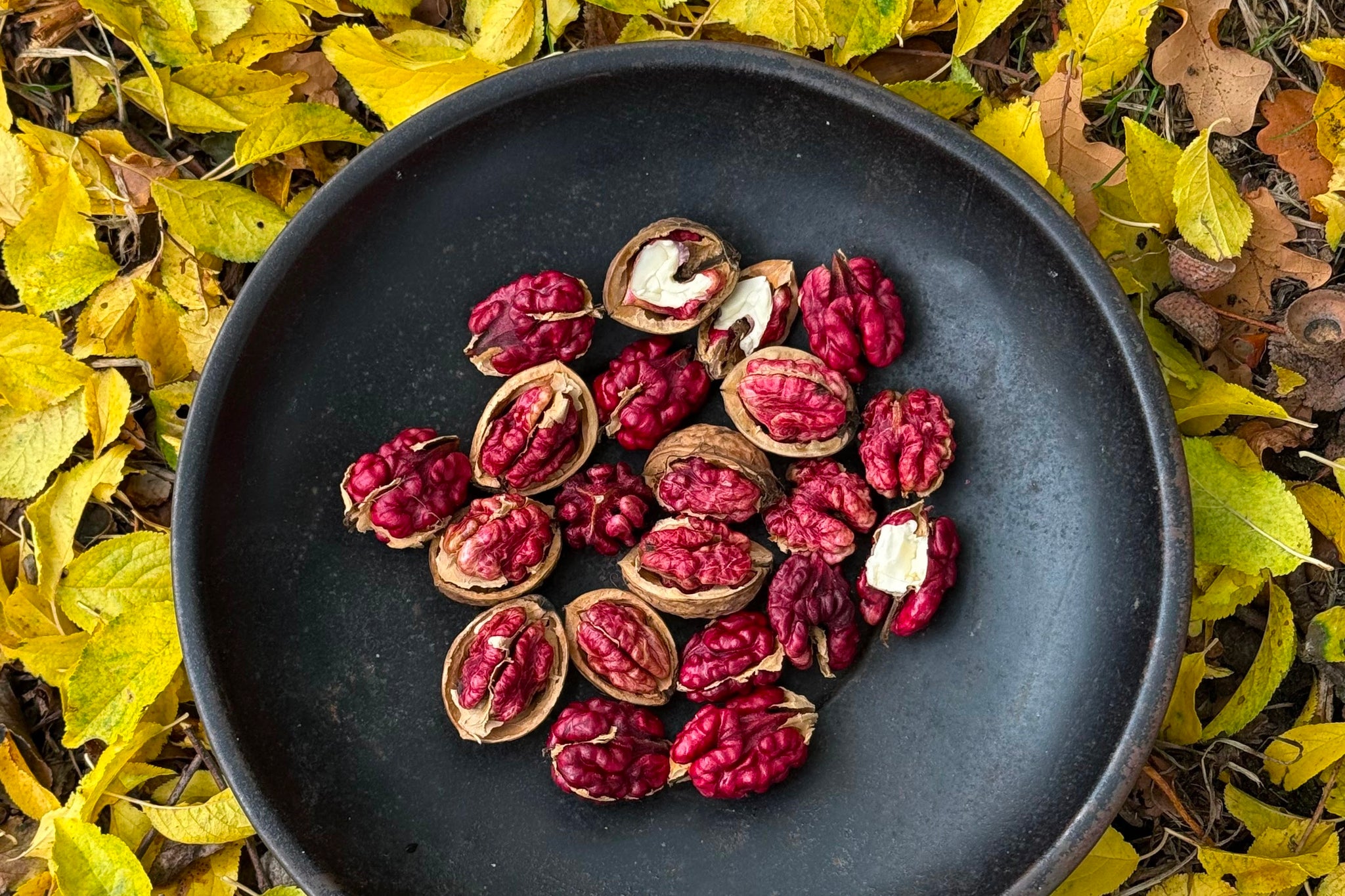 Whole Walnuts in Shell - Hodmedod's Wholefoods