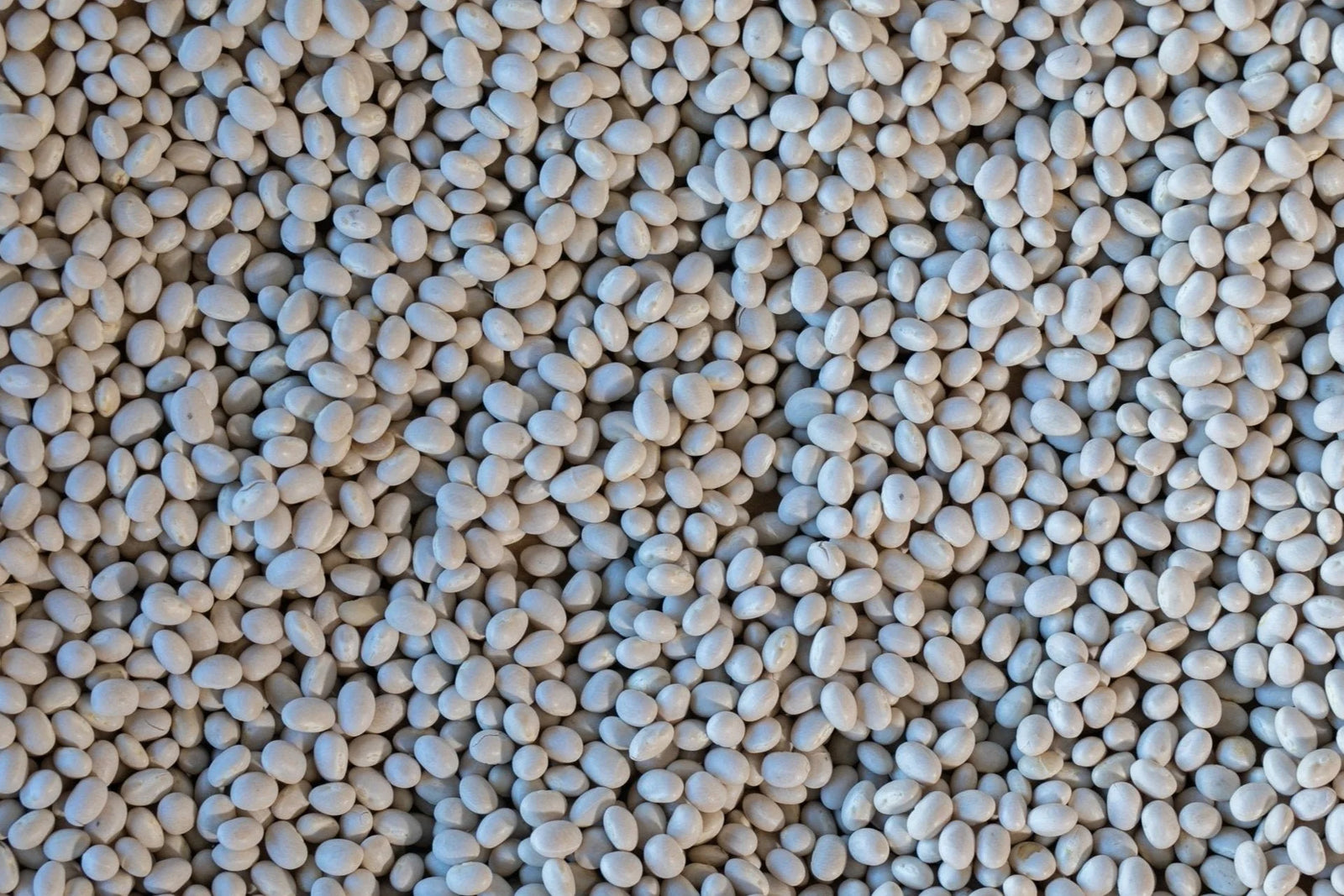 Alubia Blanca from North America