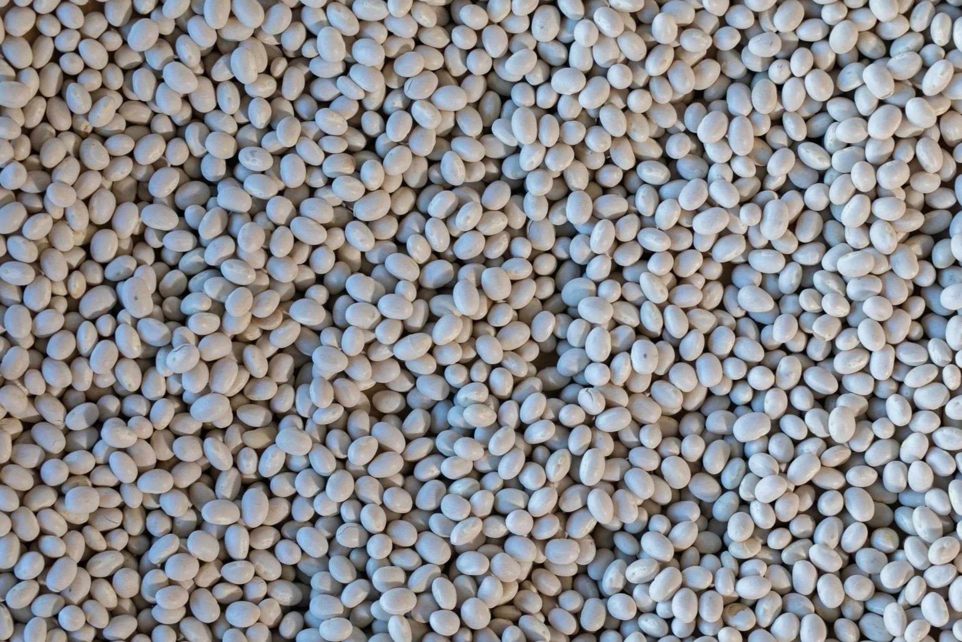 Alubia Blanca from North America