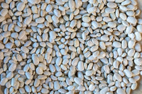 Ayocote Blanco from North America