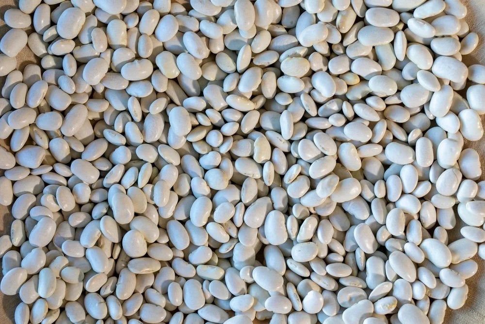 Ayocote Blanco from North America