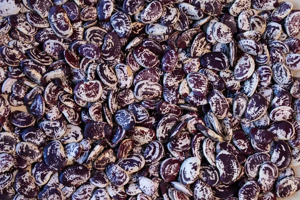 Christmas Lima Beans from North America