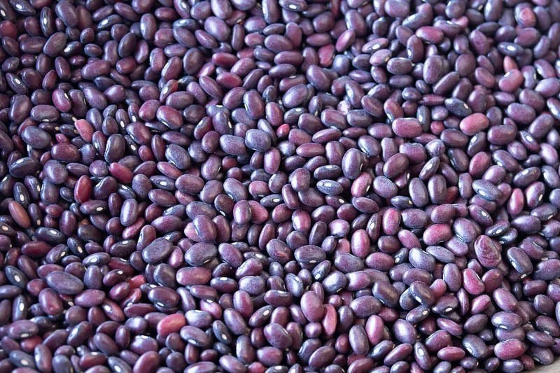 Domingo Rojo Beans from North America