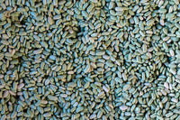 Flageolet Beans from North America