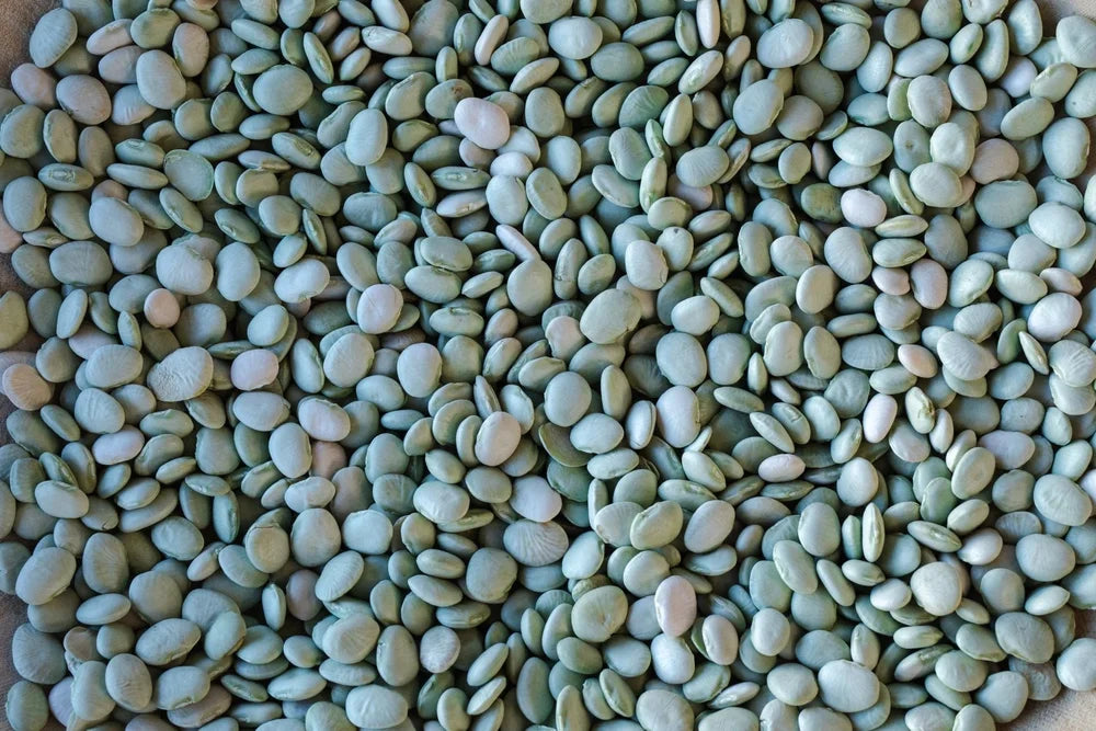 Green Baby Lima Beans from North America