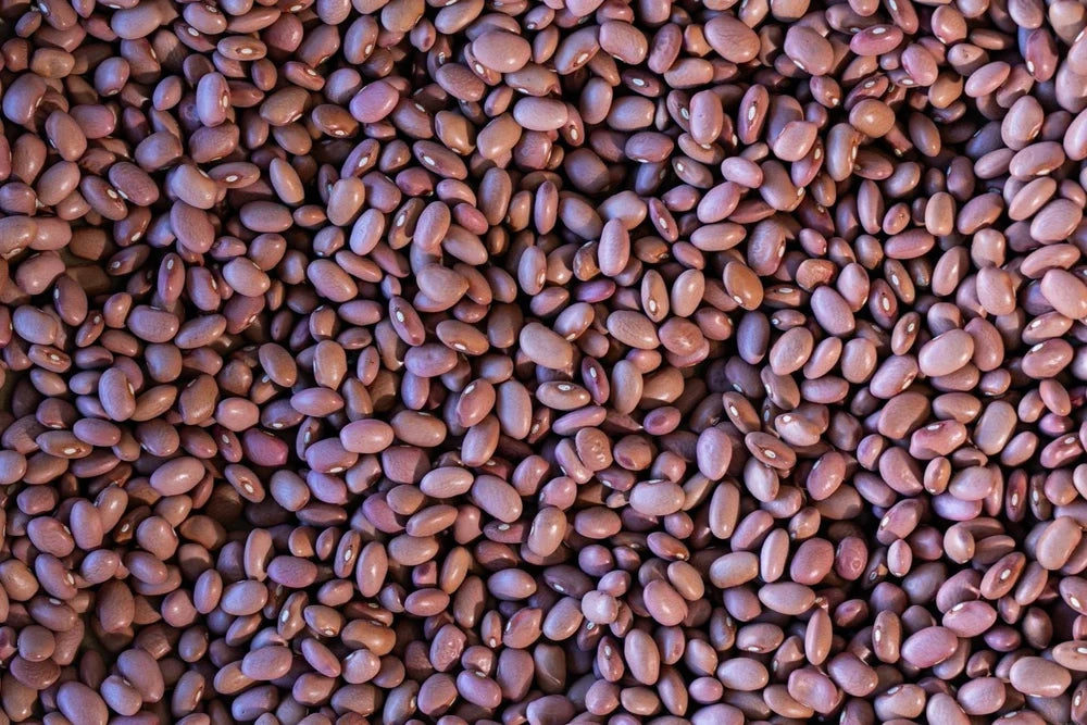 King City Pink Beans from North America