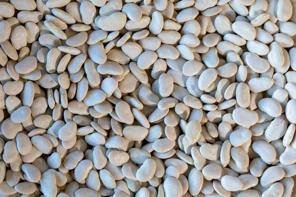 Large White Lima Beans from North America