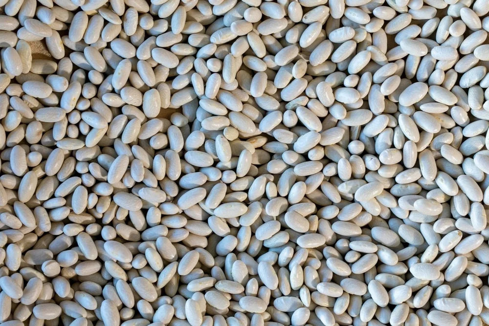 Marcella Beans from North America