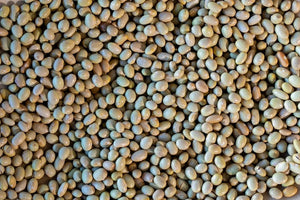 Mayocoba Beans from North America