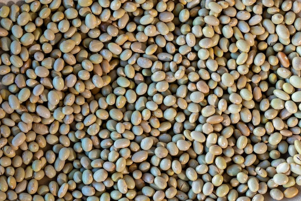 Mayocoba Beans from North America