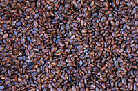 Moro Beans from North America