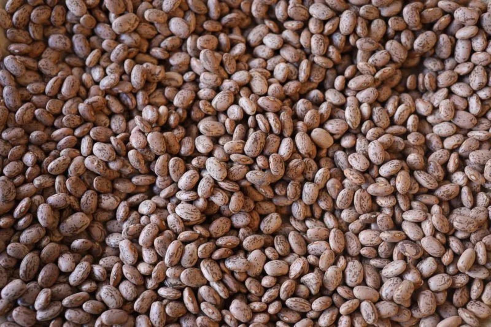 Pinto Beans from North America
