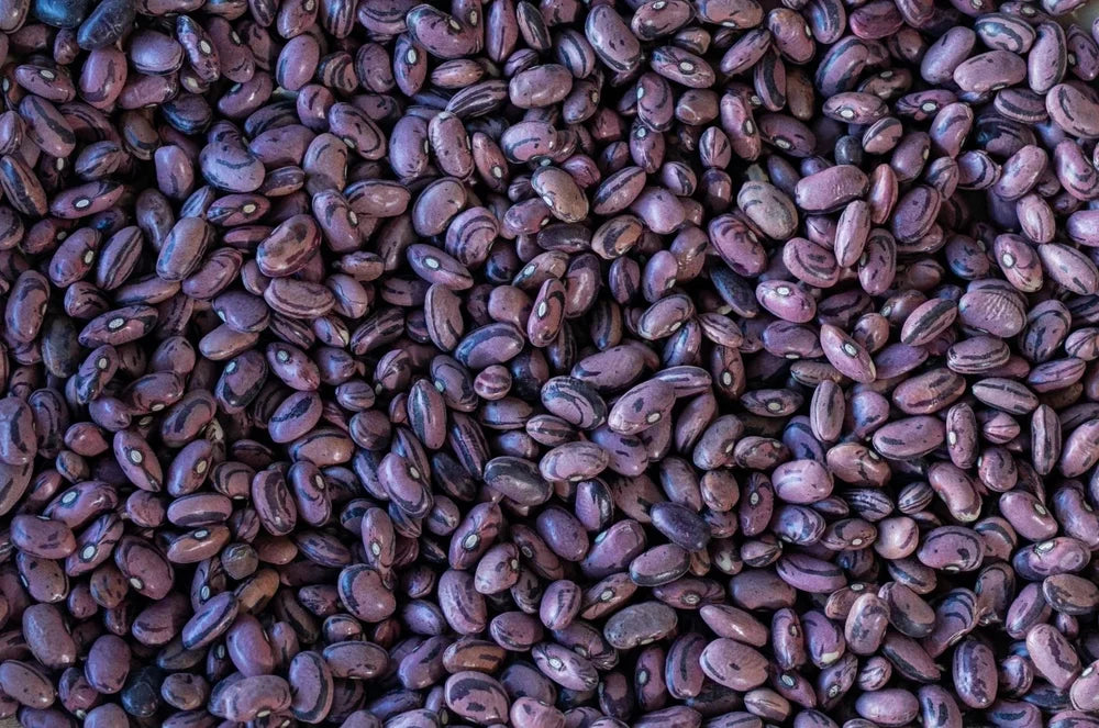 Rio Zape Beans from North America