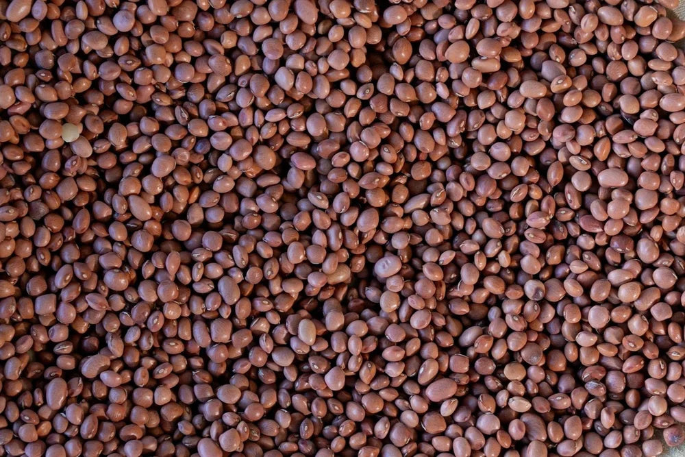 Santa Maria Pinquito Beans from North America