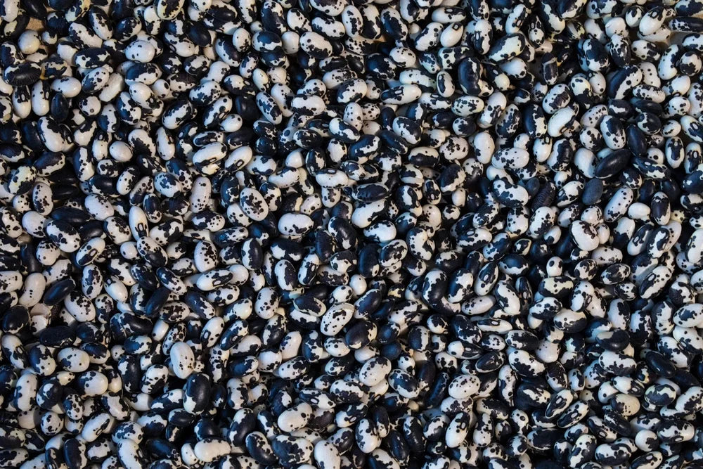 Vaquero Beans from North America