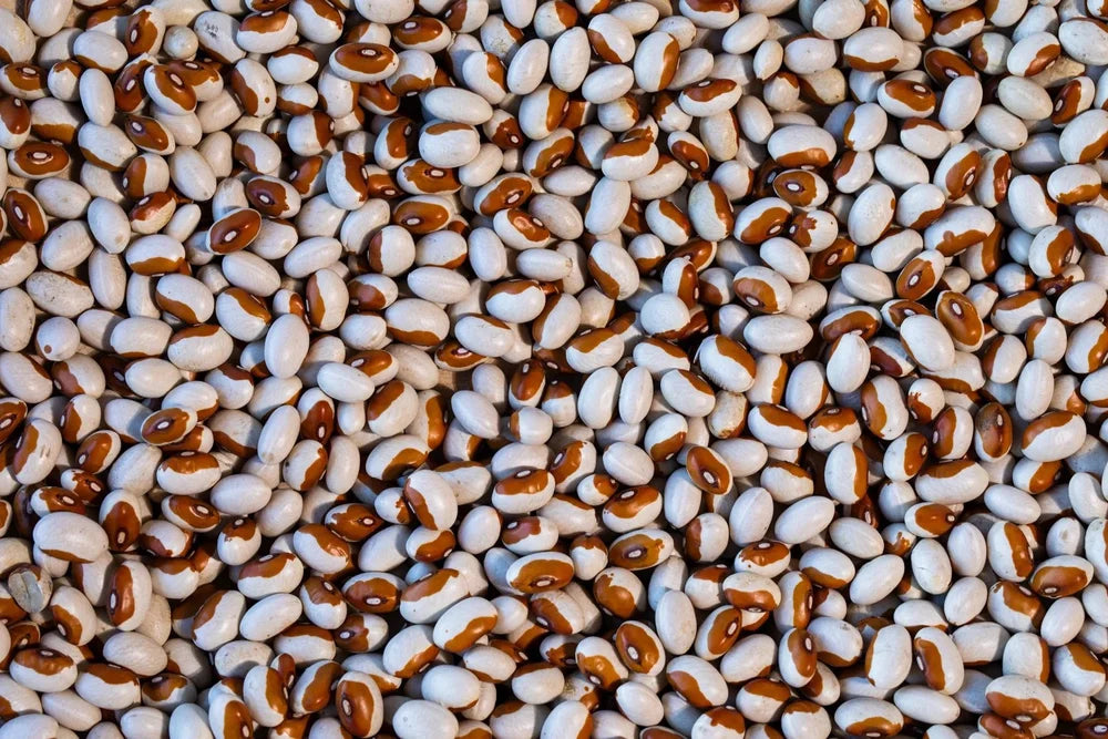 Yellow Eye Beans from North America