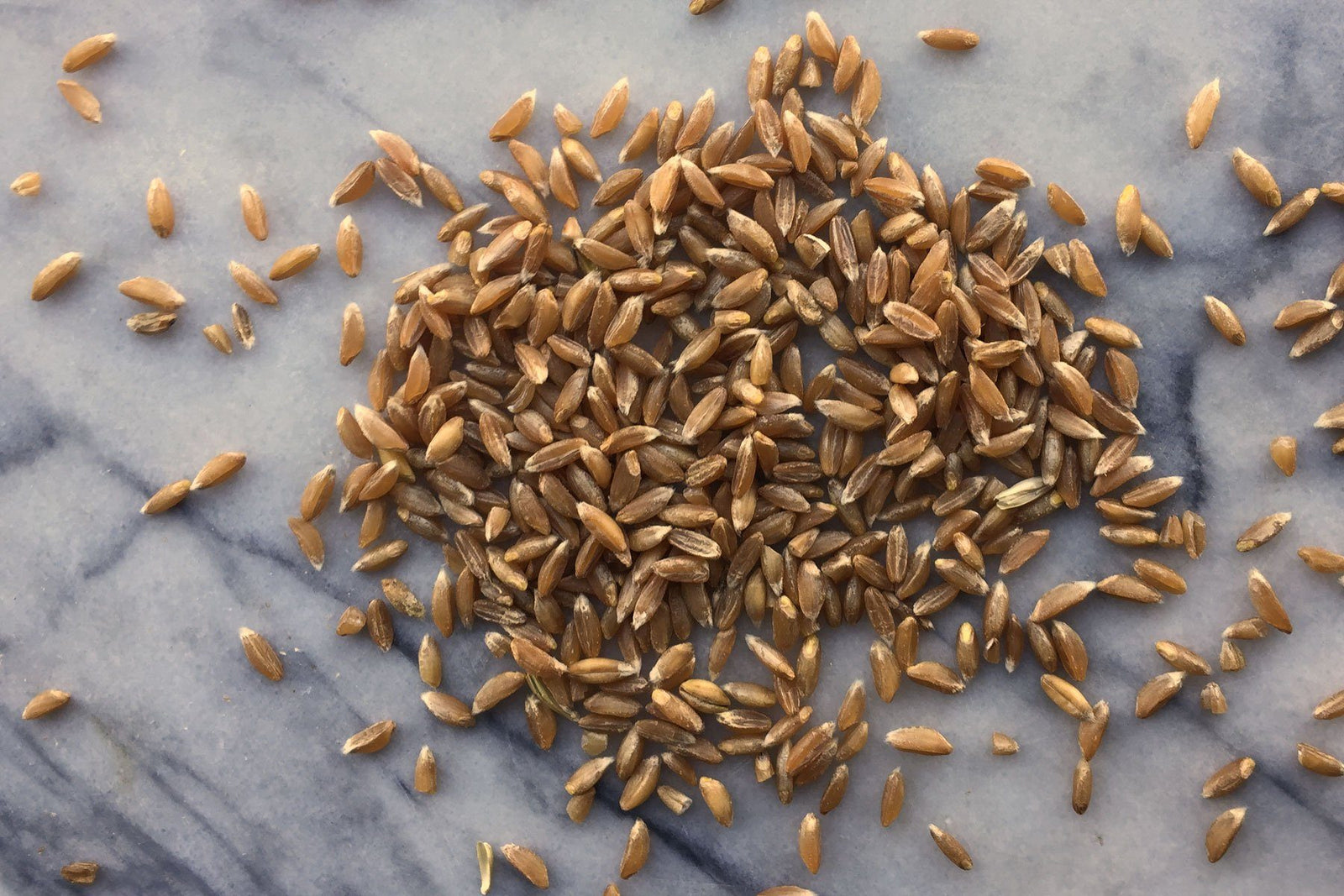 Emmer (Farro), Wholegrain - Hodmedod's British Pulses & Grains
