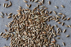 Rye, Organic Wholegrain - Hodmedod's British Pulses & Grains