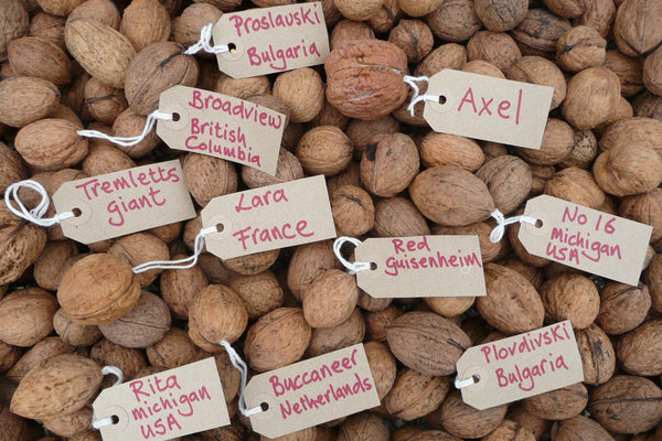 Whole Walnuts in Shell - Hodmedod's British Wholefoods