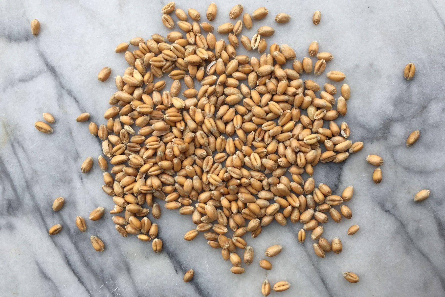 Wakelyns YQ Wheat, Organic Wholegrain - Hodmedod's British Pulses & Grains