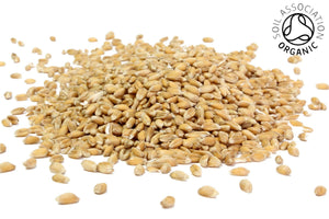 Spelt, Organic Wholegrain - Hodmedod's British Pulses & Grains